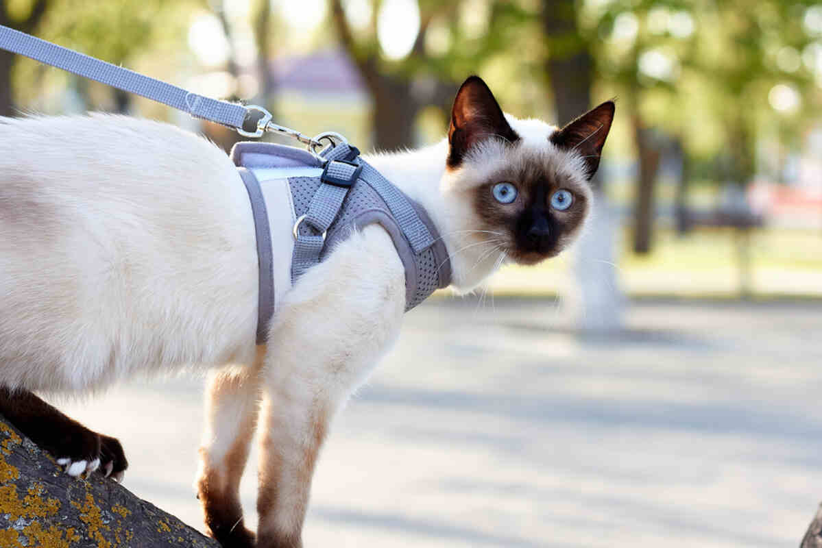 jak nauczyć kota szelek