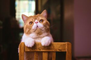 jak obliczyć wiek kota