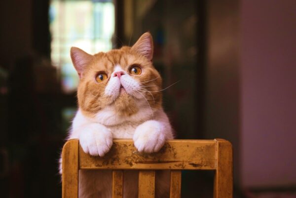 jak obliczyć wiek kota