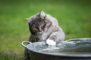 jak ochłodzić kota w upał