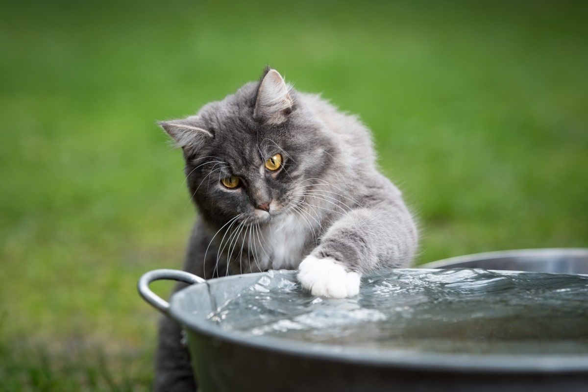 jak ochłodzić kota w upał