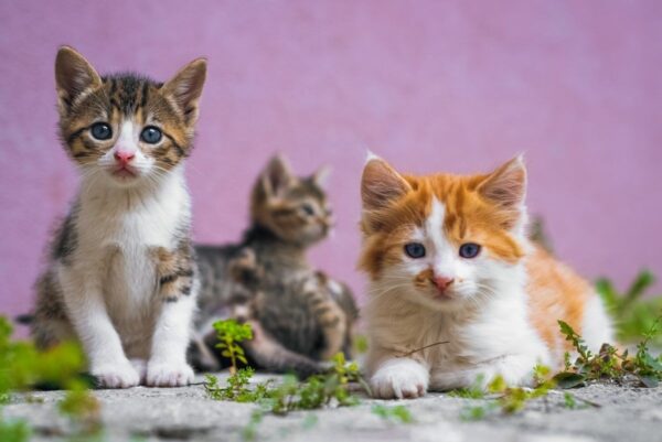 jak odróżnić kota od kotki