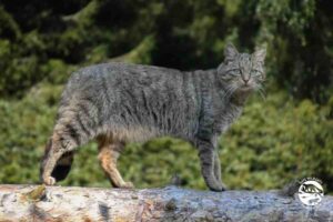 jak odróżnić żbika od kota domowego