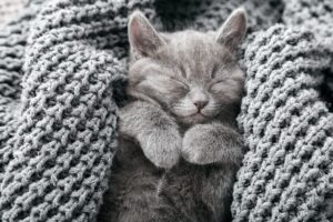 jak ogrzać kota w zimne dni