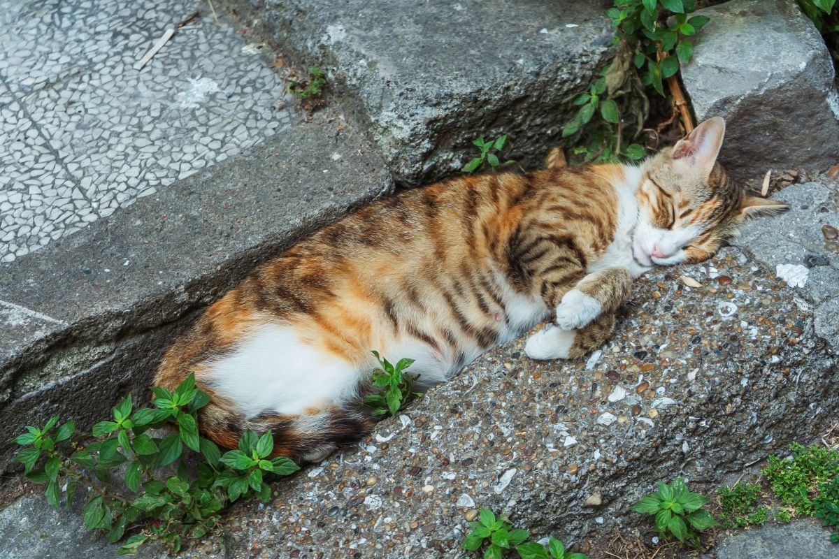 leżący kot jak pomóc bezdomnym kotom w upał