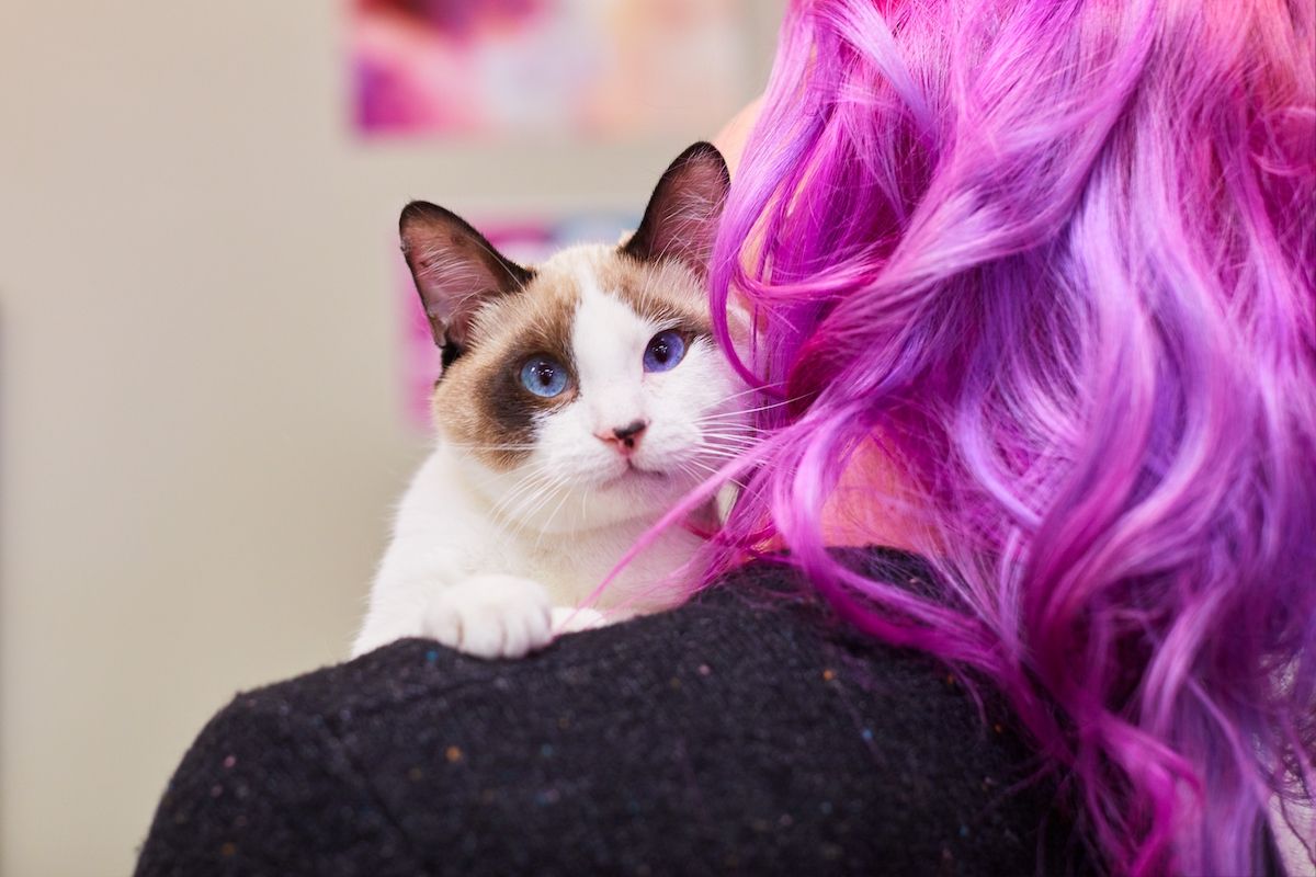 jak poprawić kotu humor