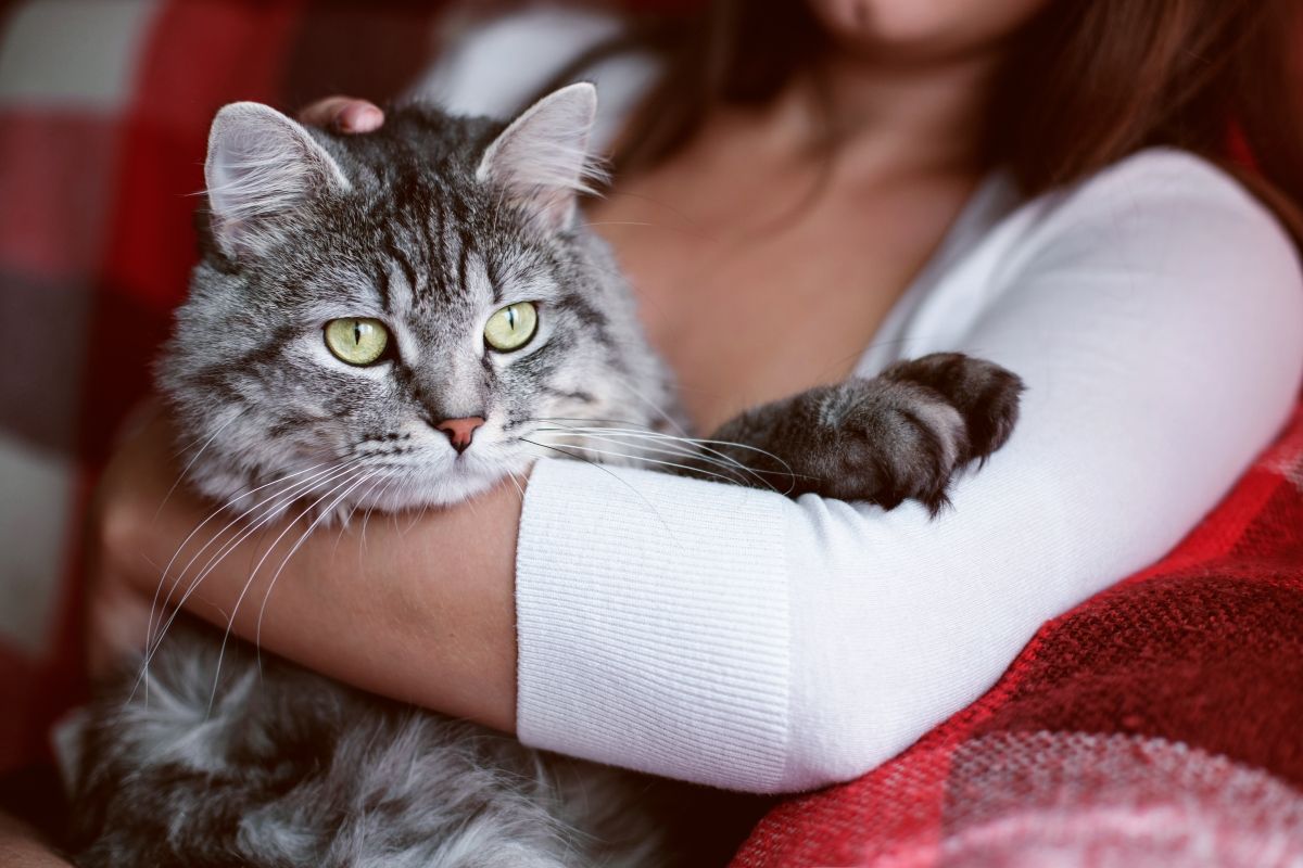 jak przeprosić kota po powrocie do domu