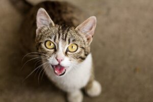 jak rozmawiać z kotem