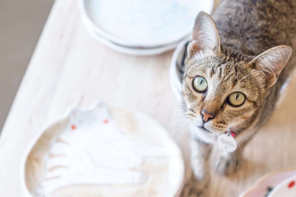 jak rozpieszczać kota