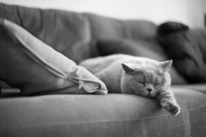 jak ruszyć mruczka z kanapy