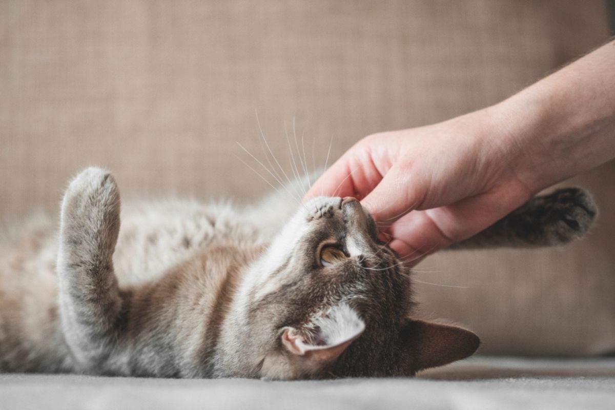 jak poprawić koci nastrój