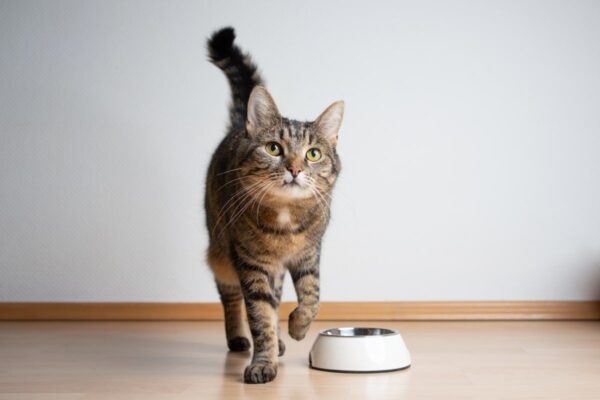 jak troszczyć się o kociego niejadka