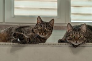 jak wprowadzić drugiego kota