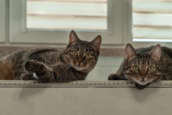 jak wprowadzić drugiego kota