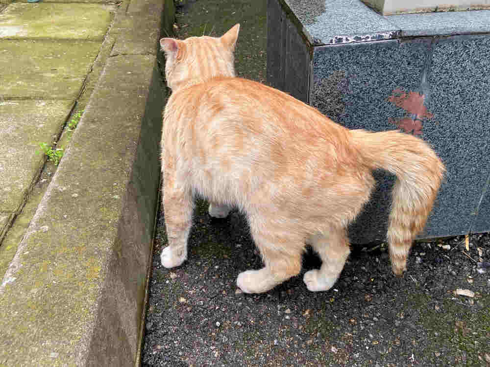 jak wygląda złamany ogon u kota (1).jpg