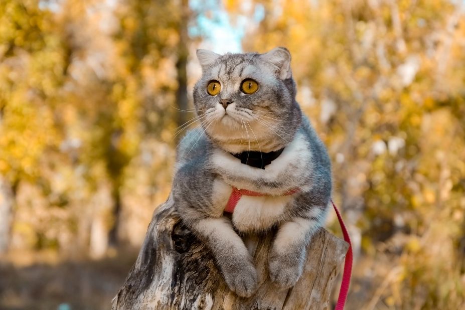 jak zabezpieczyć kota przed kleszczami