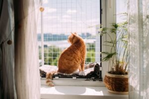 jak zabezpieczyć okna kot