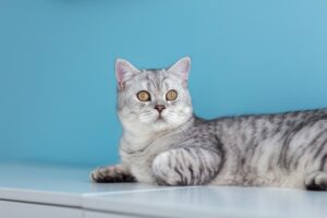 jakich dźwięków nie lubią koty