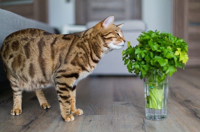 jakich zapachów nie lubi kot