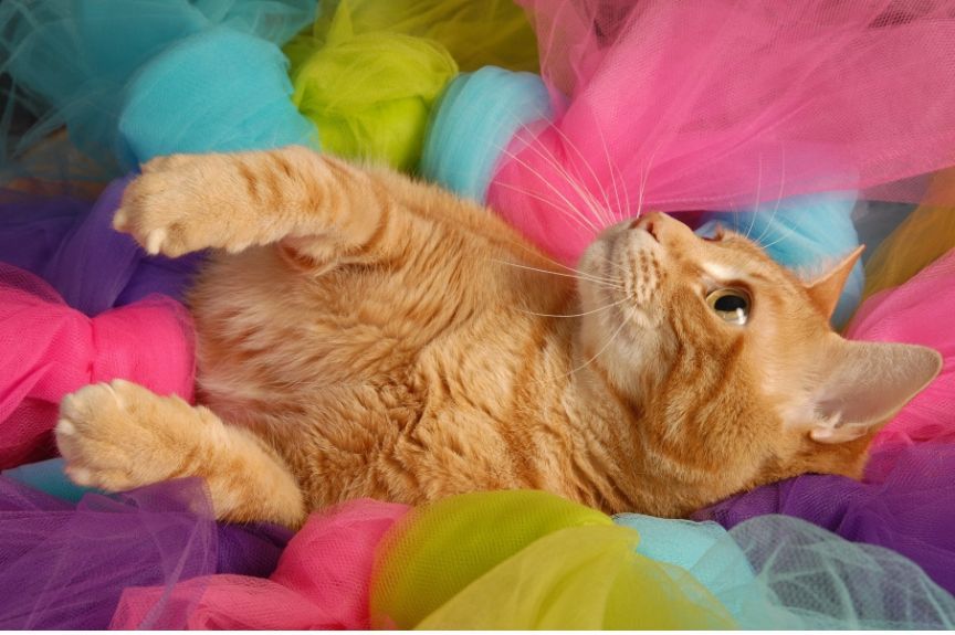 jakie kolory lubią koty