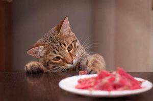 jakie mięso dla kota