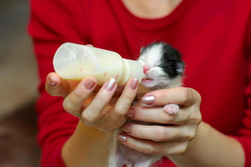 jakie mleko dla kociąt (1).jpg