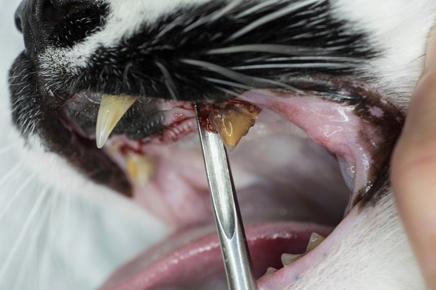 kamień nazębny-min.jpg