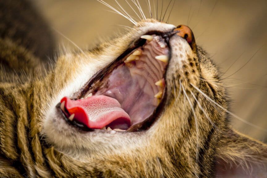 kamień nazębny u kota