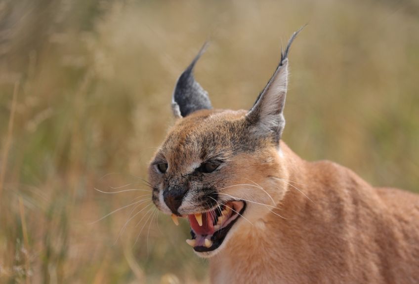 karakal caracal caracal.jpg