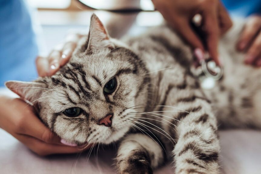 kardiomiopatia przerostowa