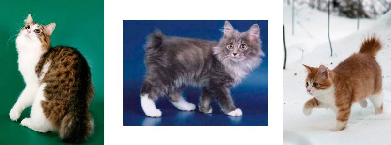 karelski bobtail, karelian bobtail