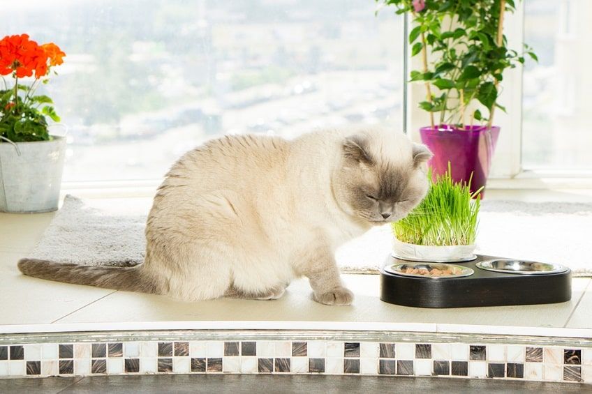 karma dla kota z chorą trzustką-min.jpg