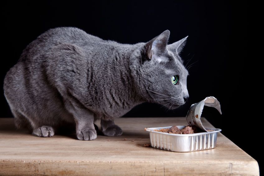 świeża karma dla kota