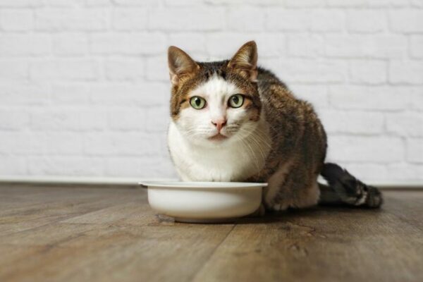 karma senior dla kota