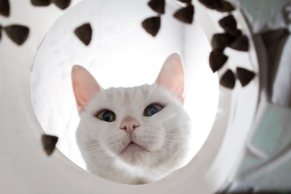 karma sucha dla kota