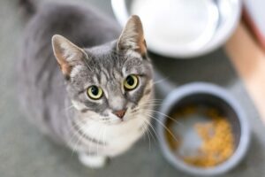 karmienie kota z miski