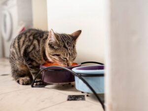 karmienie mieszane kota