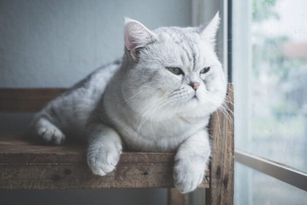 karma dla kota sterylizowanego