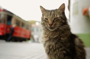 Kedi, screen z filmu