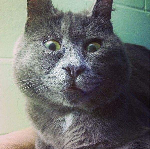 najbardizej zdziwiony kot świata