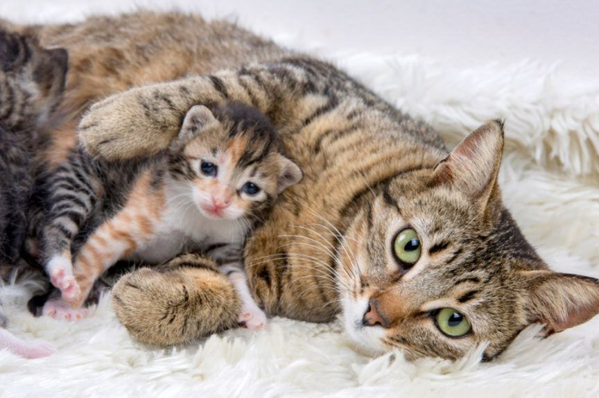 czy kotka tęskni za swoimi dziećmi