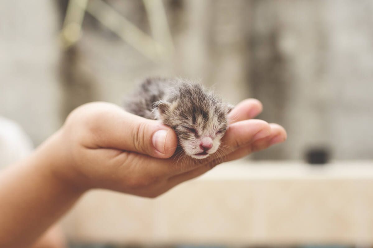 kiedy dotykać kocięta