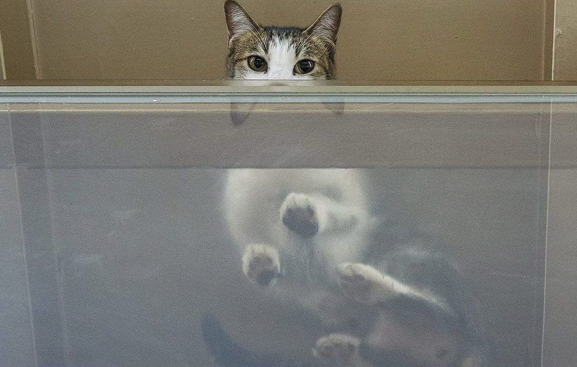 koty w sklepie w Hong Kongu