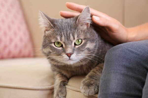 jak przekonać do siebie kota