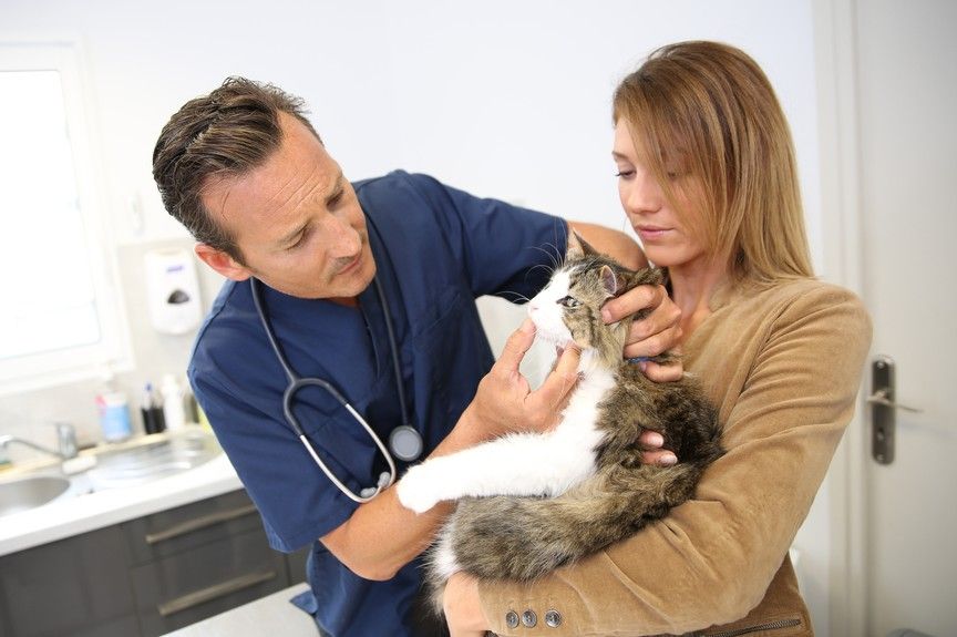 jak rozmawiać z weterynarzem