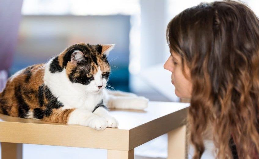 problemy z zaadoptowanym kotem