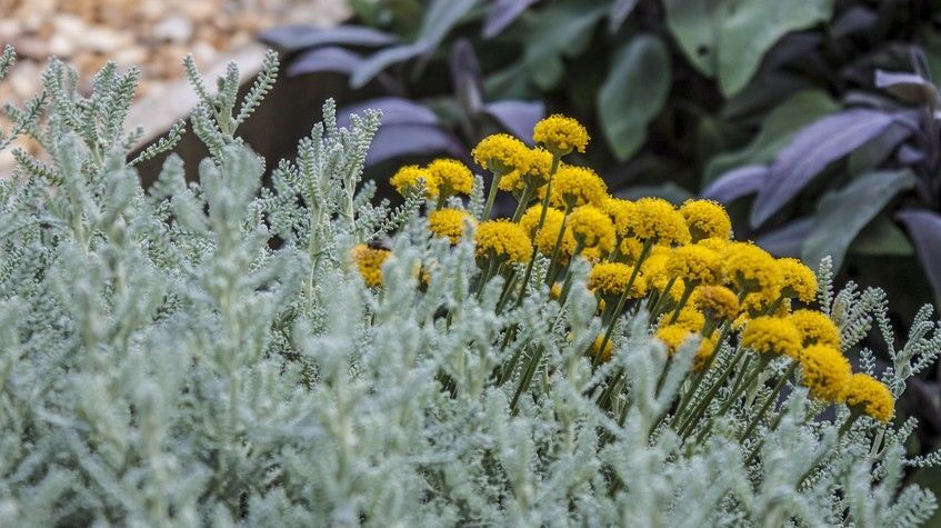 rośliny odstraszające koty