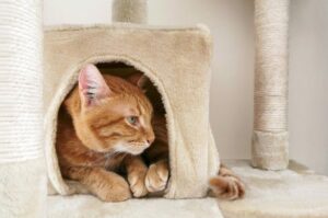 jak odkurzyć koci drapak