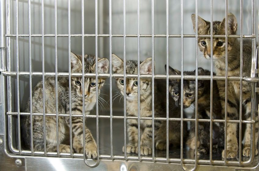 koci fip rozprzestrzenianie-min.jpg