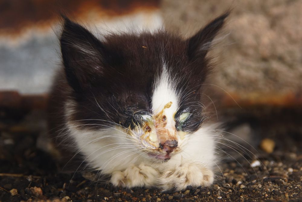 koci katar u kociaka